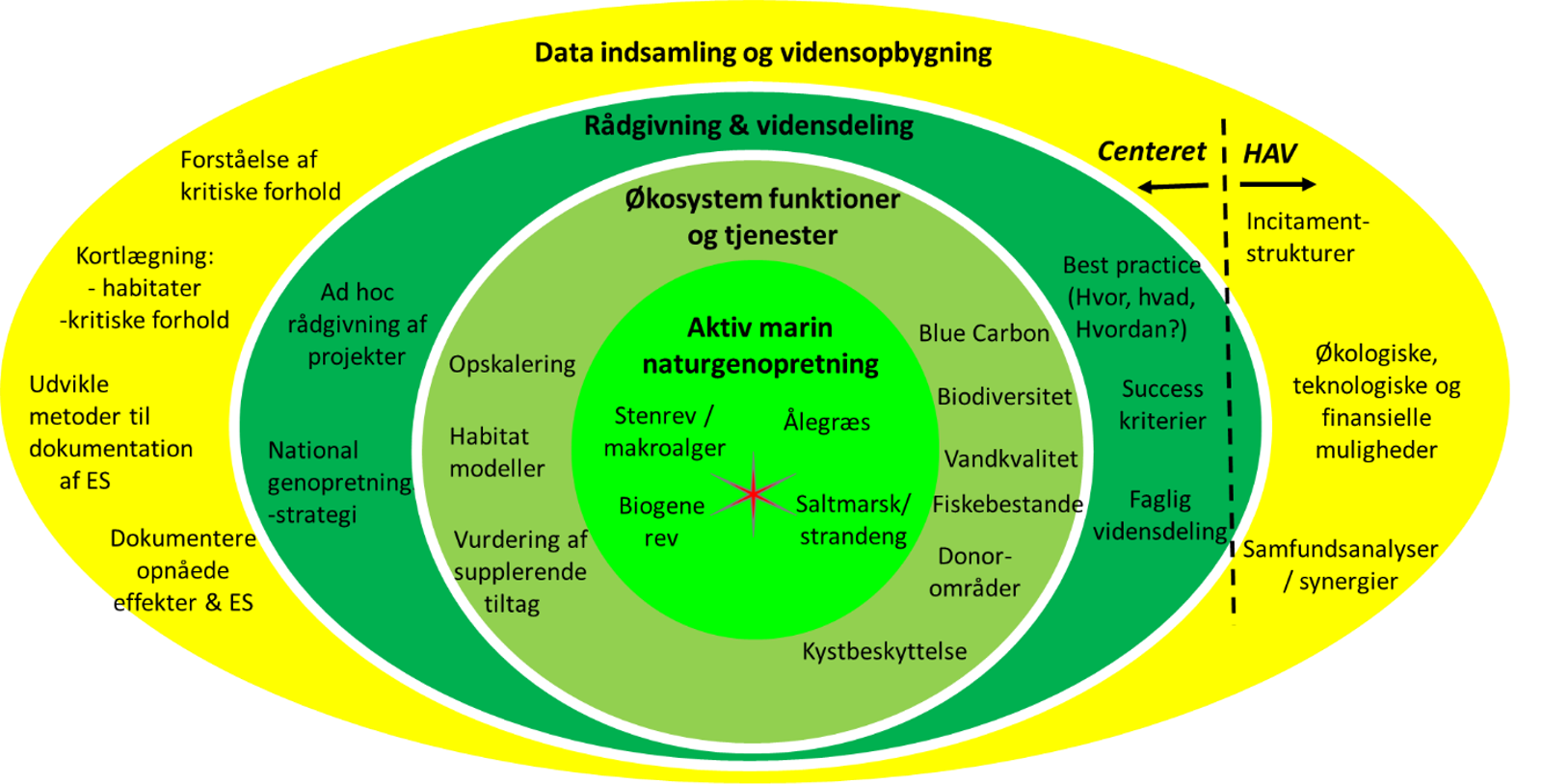 Organisationsdiagram for centeret